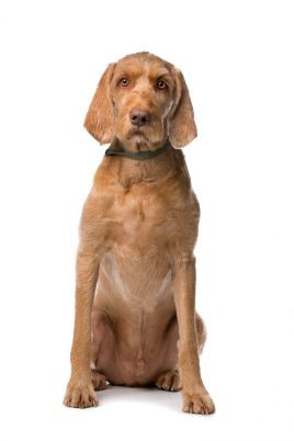 Wirehaired Vizsla dog in front of a white background